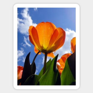 Orange Tulip, Blue Sky Sticker